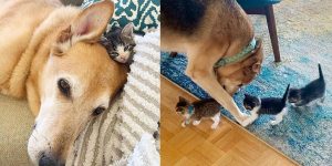 Kätzchen von der Straße lieben den süßen Hund und denken, er sei ihre „Mutter“