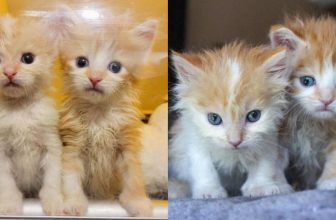 Kätzchen, die Tage auseinander geboren wurden, sind so glücklich, wieder zusammen zu sein und lassen sich nicht aus den Augen