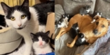 Katze bekommt Hilfe von Canine Buddy, um 7 Tuxedo-Kätzchen aufzuziehen, während sie lernt, zu vertrauen